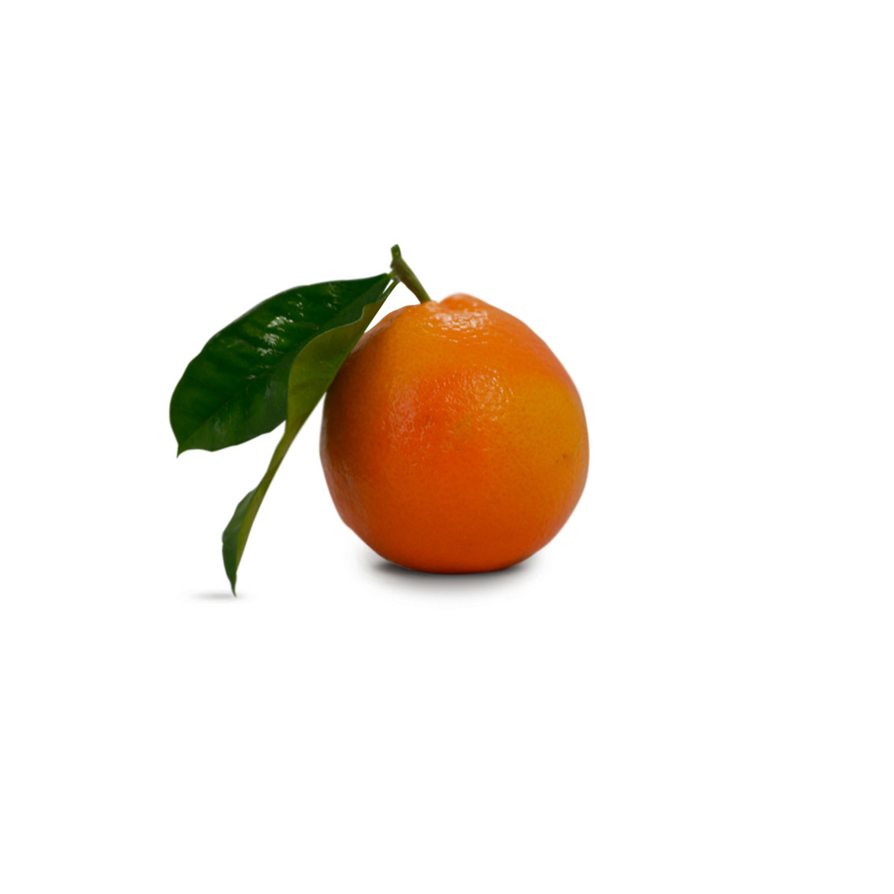 Auteri_tarocco_ippolito